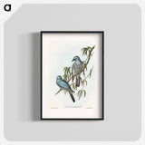 Swainson's Graucalus
 - オーストラリアの鳥 Poster.