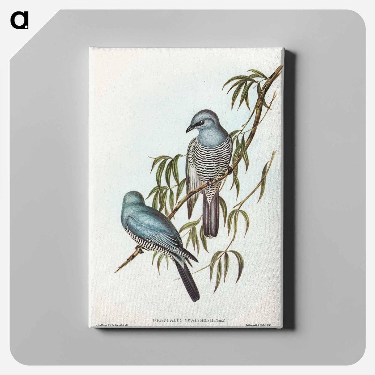 Swainson's Graucalus
 - オーストラリアの鳥 Canvas.