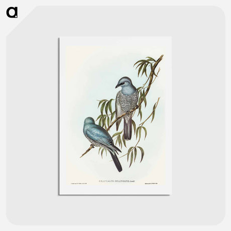 アートポストカード-Swainson's Graucalus
 - オーストラリアの鳥 Postcard.