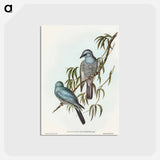 アートポストカード-Swainson's Graucalus
 - オーストラリアの鳥 Postcard.