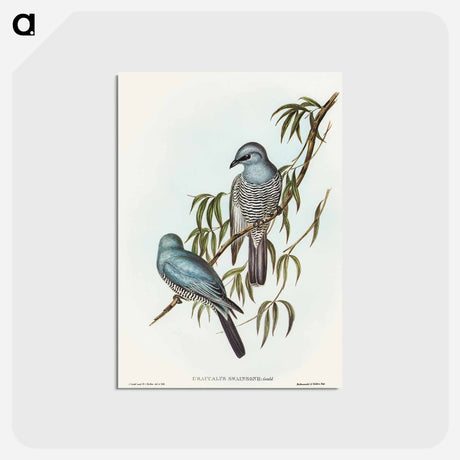 アートポストカード-Swainson's Graucalus
 - オーストラリアの鳥 Postcard.