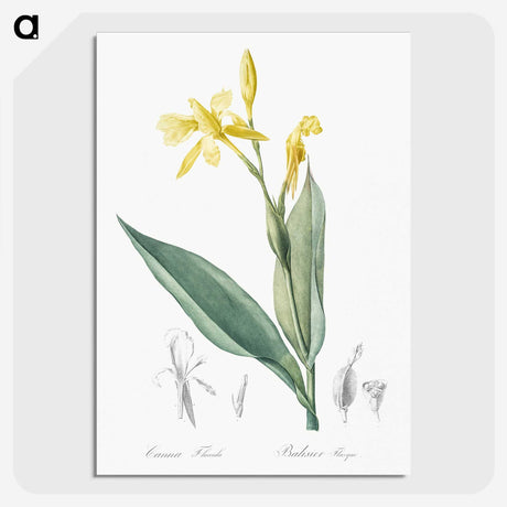 2-16_The-Lilies_picture-crop