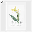 2-16_The-Lilies_picture