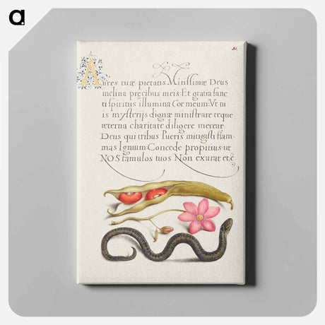アートパネル-Kidney Bean, Poppy Anemone, and Adder
 - 書道のお手本 Canvas.