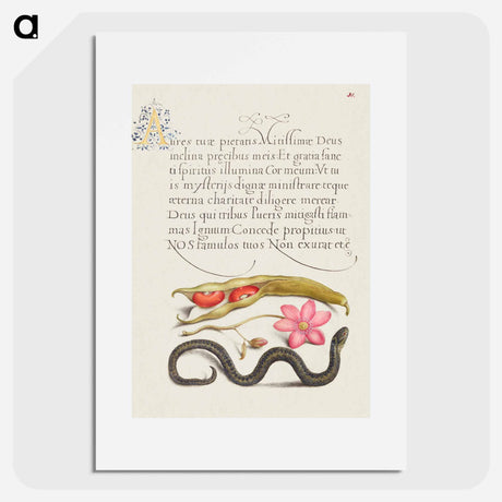 アートポスター-Kidney Bean, Poppy Anemone, and Adder
 - 書道のお手本 Poster.
