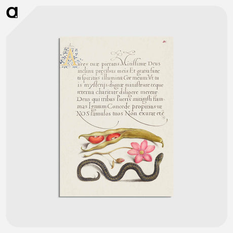 アートポストカード-Kidney Bean, Poppy Anemone, and Adder
 - 書道のお手本 Postcard.