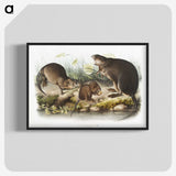 2-16_The-Viviparous-Quadrupeds_blk-crop
