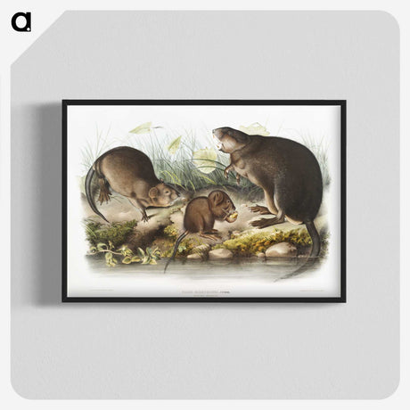 2-16_The-Viviparous-Quadrupeds_blk-crop