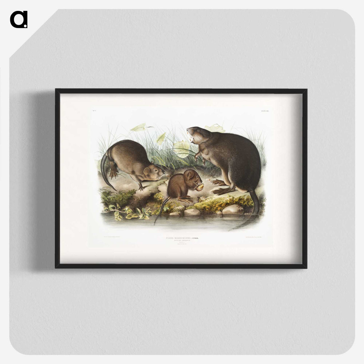 2-16_The-Viviparous-Quadrupeds_blk