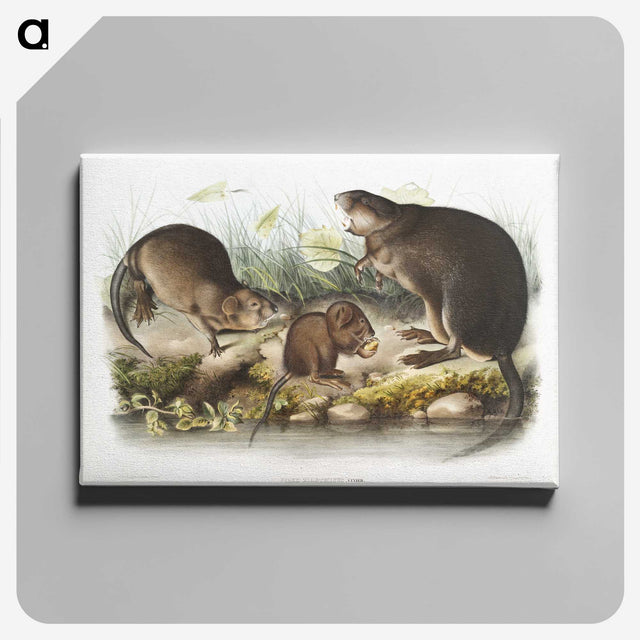 2-16_The-Viviparous-Quadrupeds_canvas