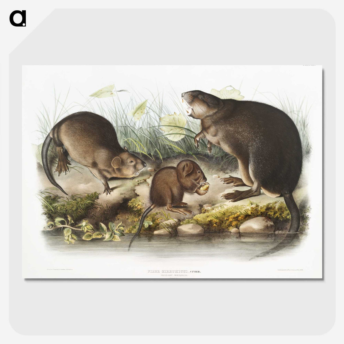 2-16_The-Viviparous-Quadrupeds_picture-crop