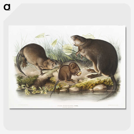 2-16_The-Viviparous-Quadrupeds_picture-crop
