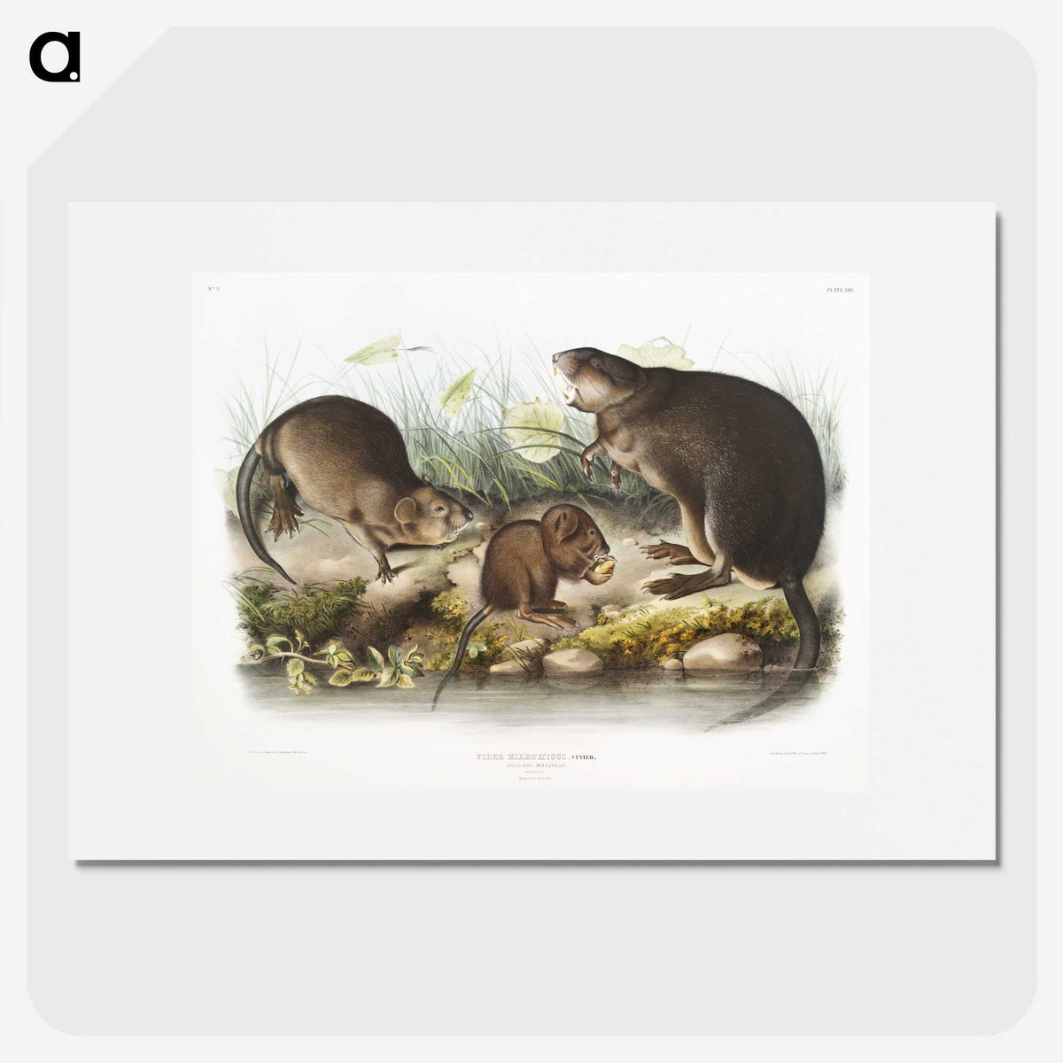 2-16_The-Viviparous-Quadrupeds_picture