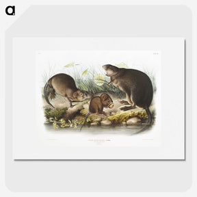 2-16_The-Viviparous-Quadrupeds_picture