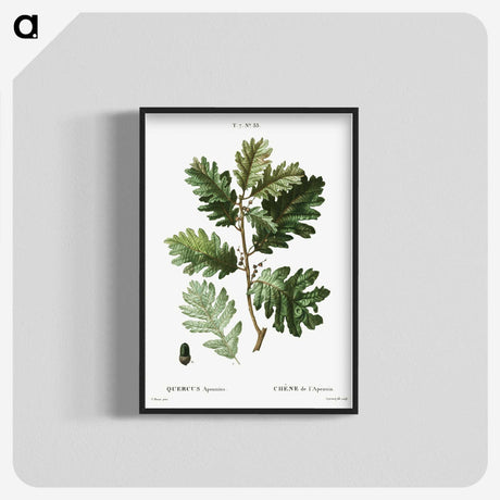 2-16_Treatise-on-Trees-and-Shrubs_blk-crop