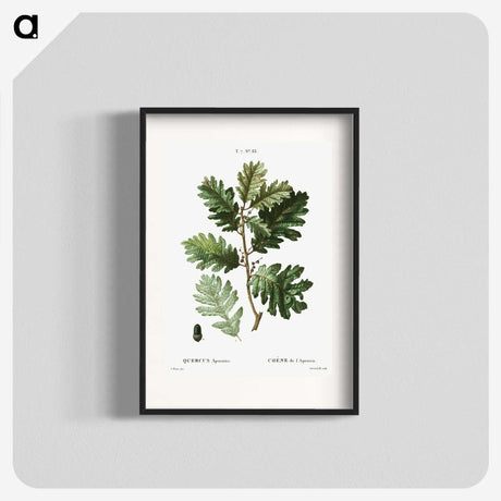 2-16_Treatise-on-Trees-and-Shrubs_blk