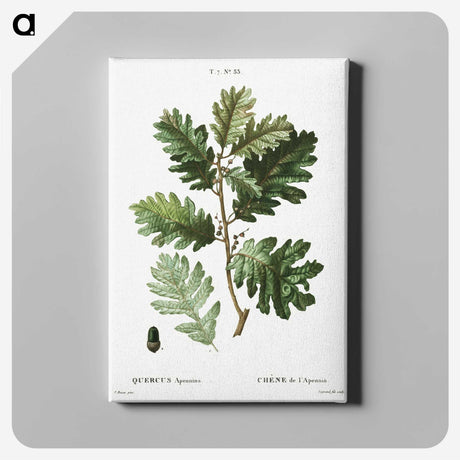 2-16_Treatise-on-Trees-and-Shrubs_canvas