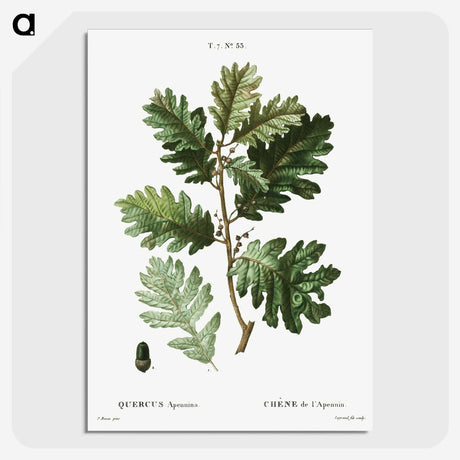 2-16_Treatise-on-Trees-and-Shrubs_picture-crop