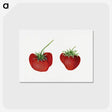 2-16_USDA-Watercolor-Fruit-Painting-Collection_postcard