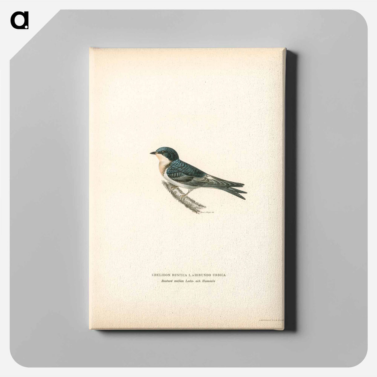Common redshank - ヴィルヘルム フォン ライト Canvas.
