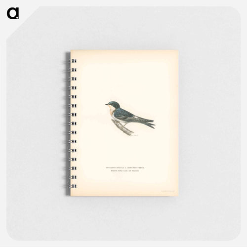 Common redshank - ヴィルヘルム フォン ライト Memo.