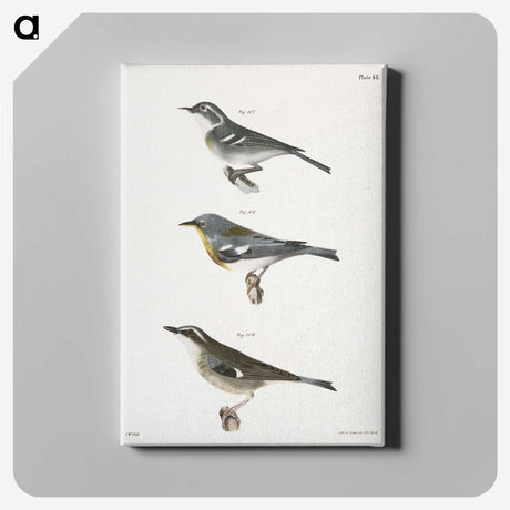 2-16_Zoology-of-New-York_canvas