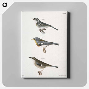 アートパネル-The Blue-grey Warbler - ニューヨークの動物学 Canvas.