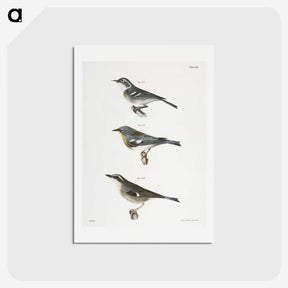 2-16_Zoology-of-New-York_hagaki