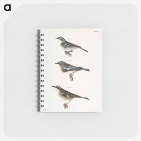 アートメモ帳-The Blue-grey Warbler - ニューヨークの動物学 Memo.