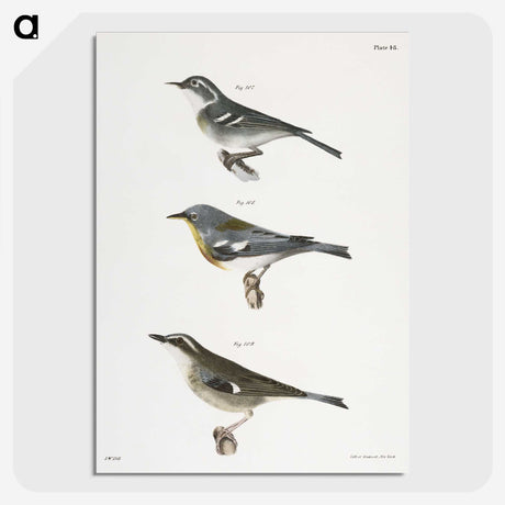 2-16_Zoology-of-New-York_picture-crop