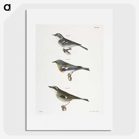 2-16_Zoology-of-New-York_picture