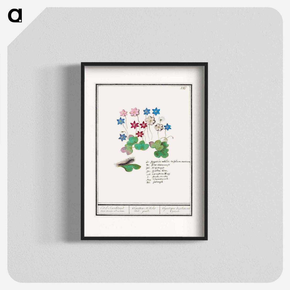 Liverflower - アンセルムス ボエティウス デ ブート Poster.