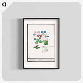 アートポスター-Liverflower - アンセルムス ボエティウス デ ブート Poster.