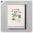 2-17_Anselmus-Boetius-de-Boodt_canvas