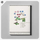 2-17_Anselmus-Boetius-de-Boodt_canvas