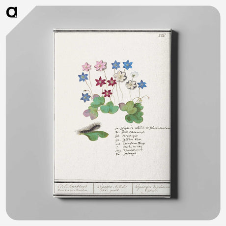 2-17_Anselmus-Boetius-de-Boodt_canvas