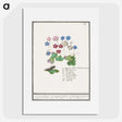 2-17_Anselmus-Boetius-de-Boodt_picture