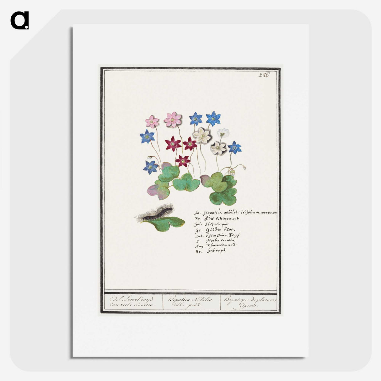 2-17_Anselmus-Boetius-de-Boodt_picture