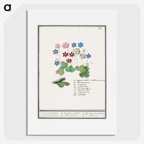2-17_Anselmus-Boetius-de-Boodt_picture