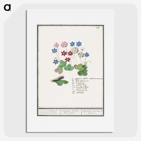 2-17_Anselmus-Boetius-de-Boodt_picture