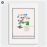 Liverflower - アンセルムス ボエティウス デ ブート Poster.