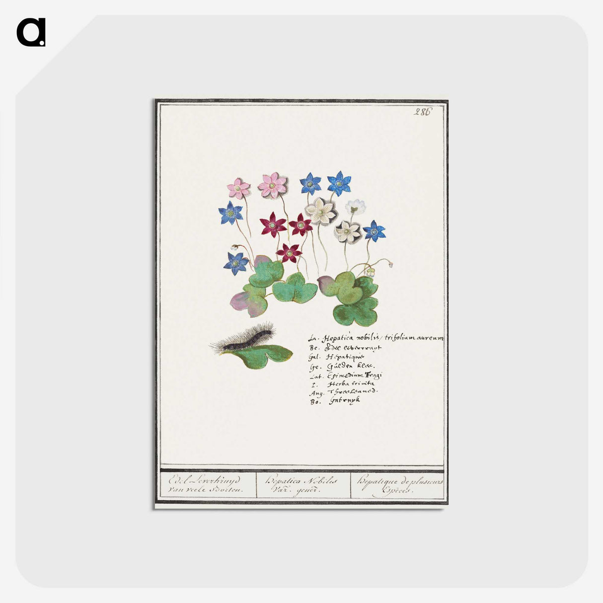 2-17_Anselmus-Boetius-de-Boodt_postcard