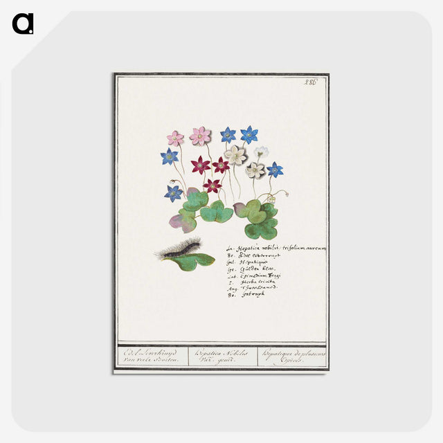 2-17_Anselmus-Boetius-de-Boodt_postcard