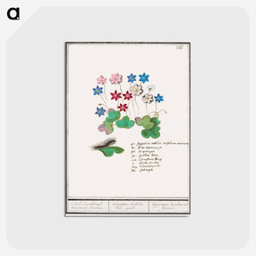 アートポストカード-Liverflower - アンセルムス ボエティウス デ ブート Postcard.