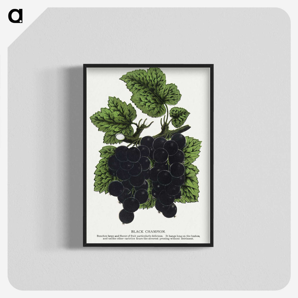 2-17_Botanical-Specimen-Plates_blk-crop