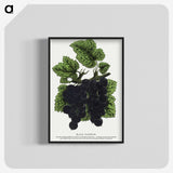 2-17_Botanical-Specimen-Plates_blk-crop