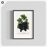 2-17_Botanical-Specimen-Plates_blk
