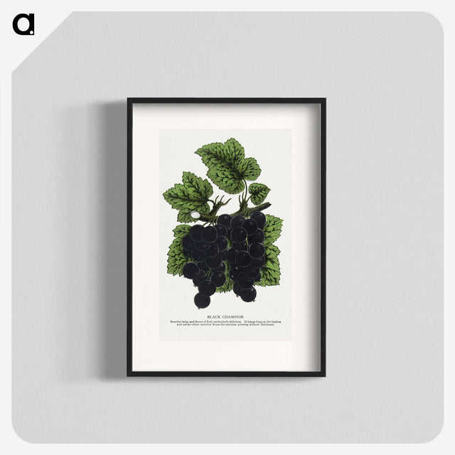2-17_Botanical-Specimen-Plates_blk