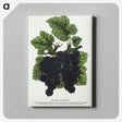 2-17_Botanical-Specimen-Plates_canvas