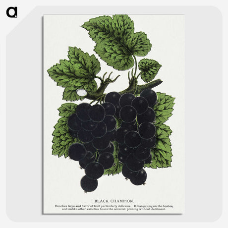 2-17_Botanical-Specimen-Plates_picture-crop